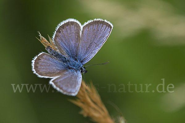 Argus-Bläuling (Plebeius argus)