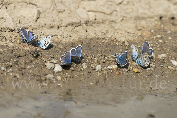 Argus-Bläuling (Plebeius argus)