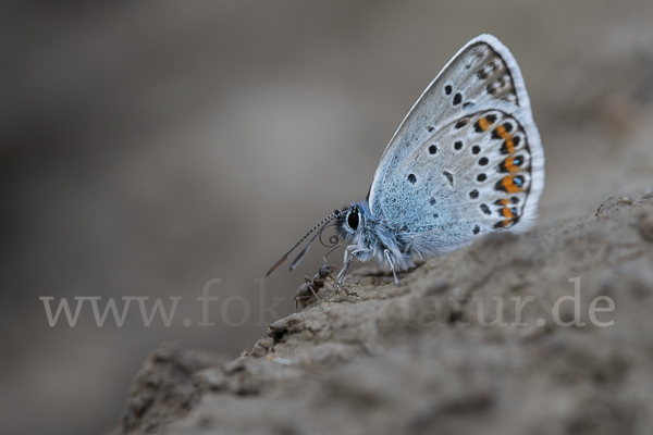 Argus-Bläuling (Plebeius argus)