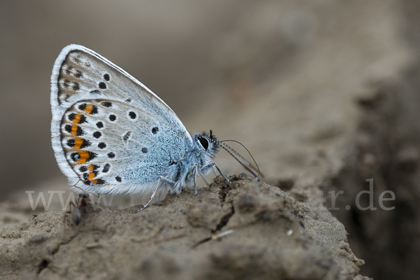 Argus-Bläuling (Plebeius argus)