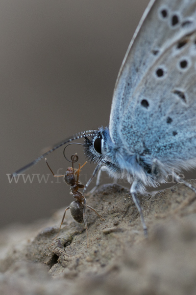 Argus-Bläuling (Plebeius argus)