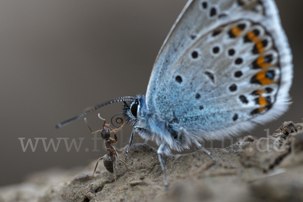 Argus-Bläuling (Plebeius argus)