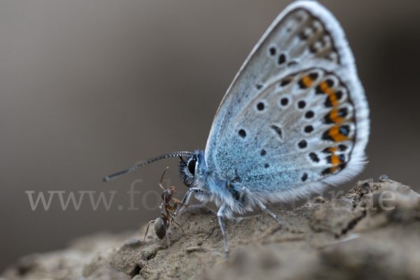 Argus-Bläuling (Plebeius argus)