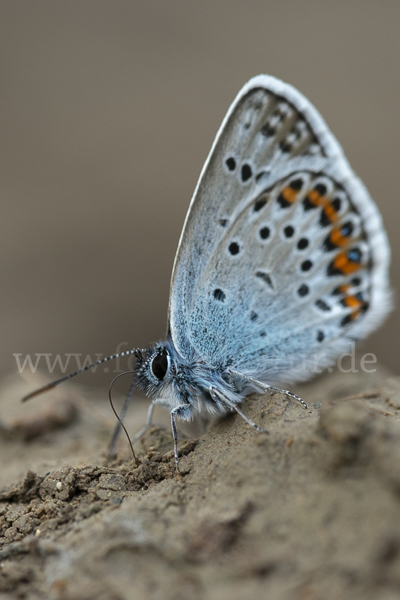 Argus-Bläuling (Plebeius argus)