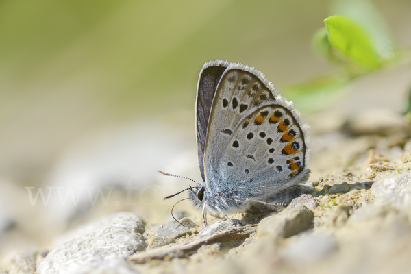 Argus-Bläuling (Plebeius argus)