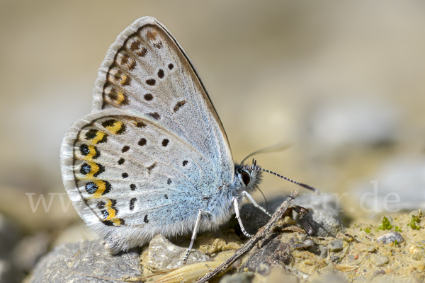 Argus-Bläuling (Plebeius argus)