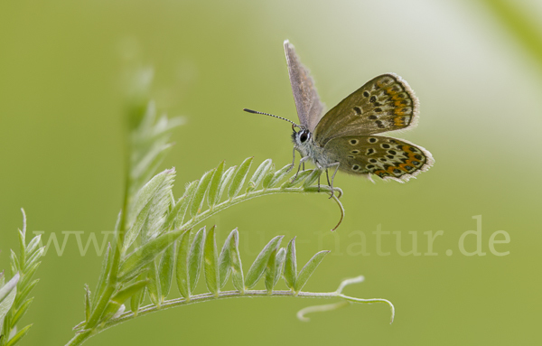 Argus-Bläuling (Plebeius argus)