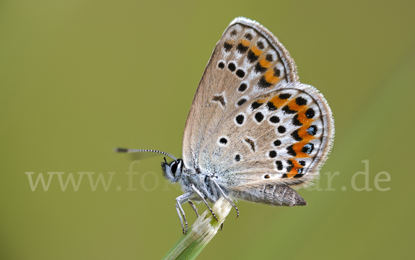 Argus-Bläuling (Plebeius argus)