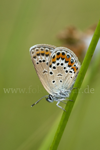 Argus-Bläuling (Plebeius argus)