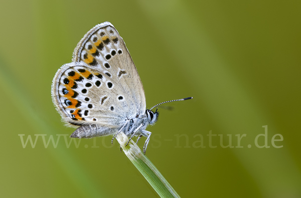 Argus-Bläuling (Plebeius argus)