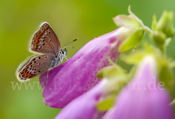 Argus-Bläuling (Plebeius argus)