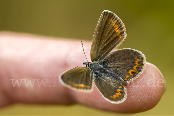 Argus-Bläuling (Plebeius argus)