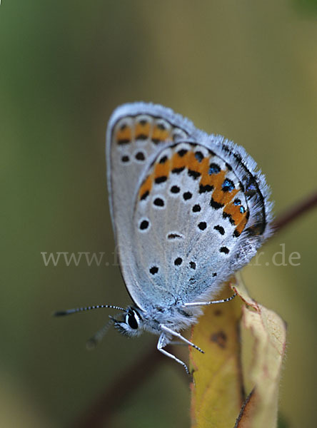 Argus-Bläuling (Plebeius argus)