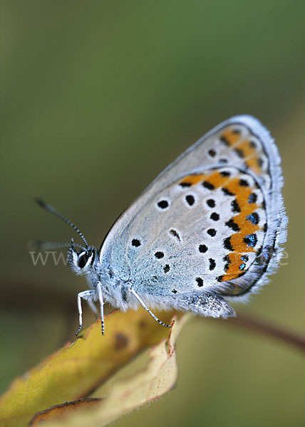 Argus-Bläuling (Plebeius argus)