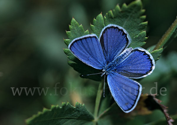 Argus-Bläuling (Plebeius argus)