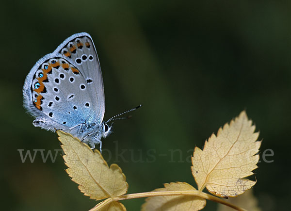 Argus-Bläuling (Plebeius argus)