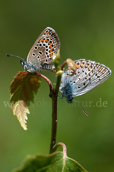 Argus-Bläuling (Plebeius argus)