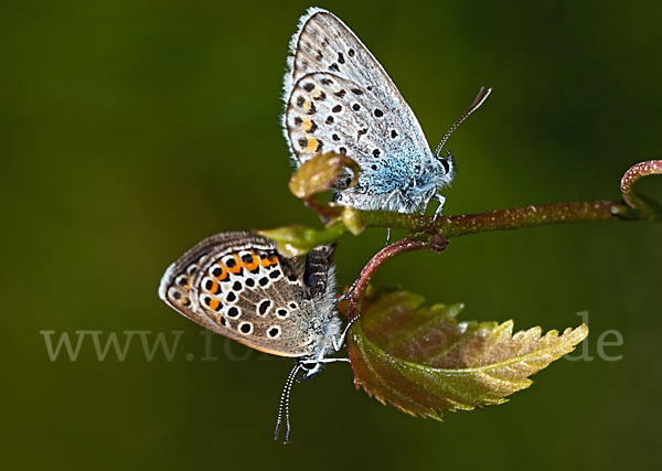 Argus-Bläuling (Plebeius argus)