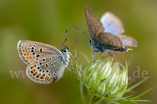 Argus-Bläuling (Plebeius argus)