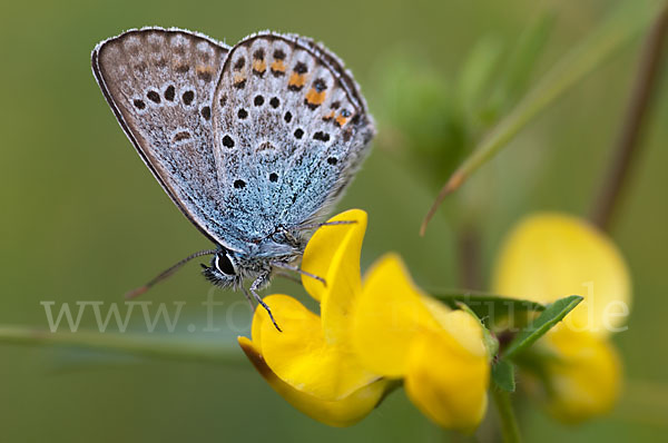 Argus-Bläuling (Plebeius argus)