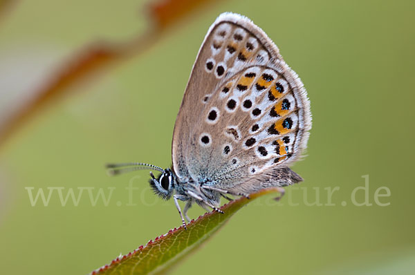 Argus-Bläuling (Plebeius argus)