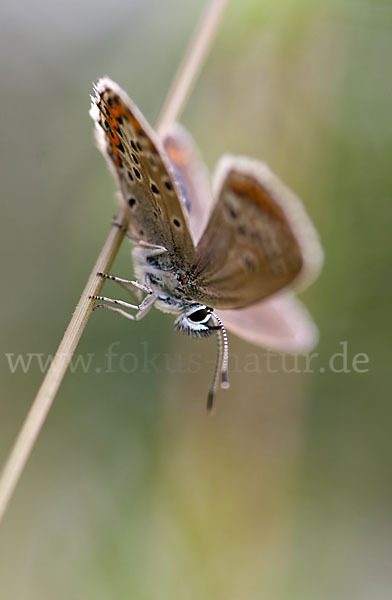 Argus-Bläuling (Plebeius argus)