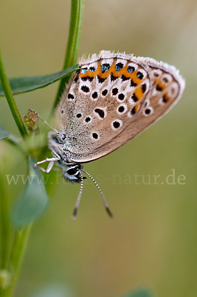 Argus-Bläuling (Plebeius argus)