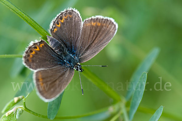 Argus-Bläuling (Plebeius argus)