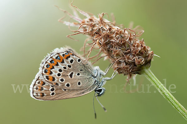 Argus-Bläuling (Plebeius argus)