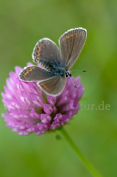 Argus-Bläuling (Plebeius argus)