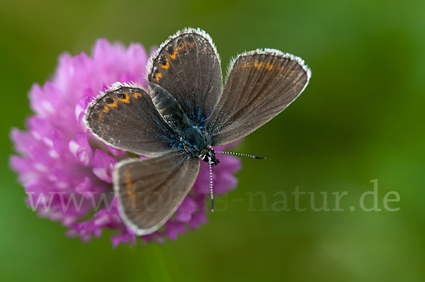 Argus-Bläuling (Plebeius argus)