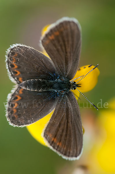 Argus-Bläuling (Plebeius argus)