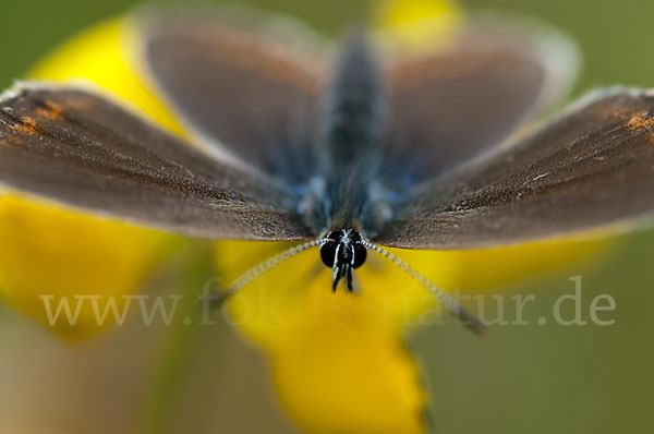 Argus-Bläuling (Plebeius argus)