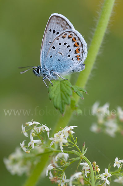 Argus-Bläuling (Plebeius argus)