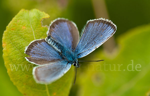 Argus-Bläuling (Plebeius argus)