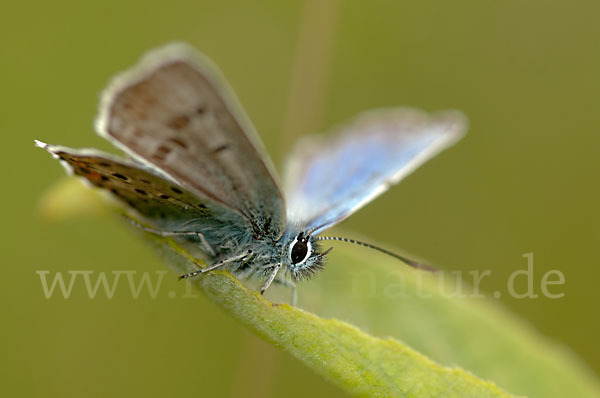 Argus-Bläuling (Plebeius argus)