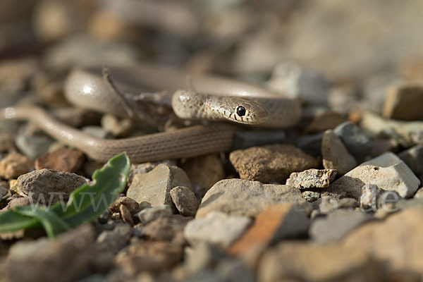 Armenische Zwergnatter (Eirenis punctatolineatus)