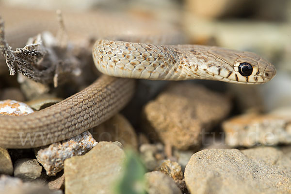 Armenische Zwergnatter (Eirenis punctatolineatus)