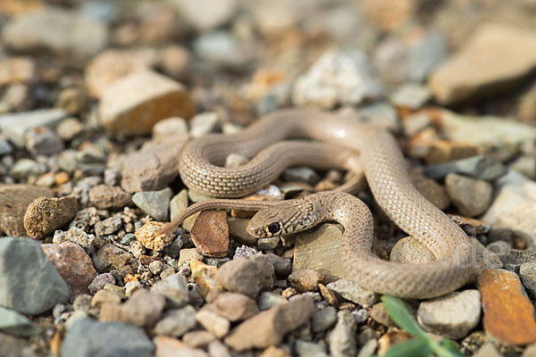 Armenische Zwergnatter (Eirenis punctatolineatus)