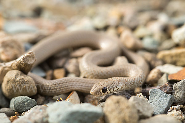 Armenische Zwergnatter (Eirenis punctatolineatus)