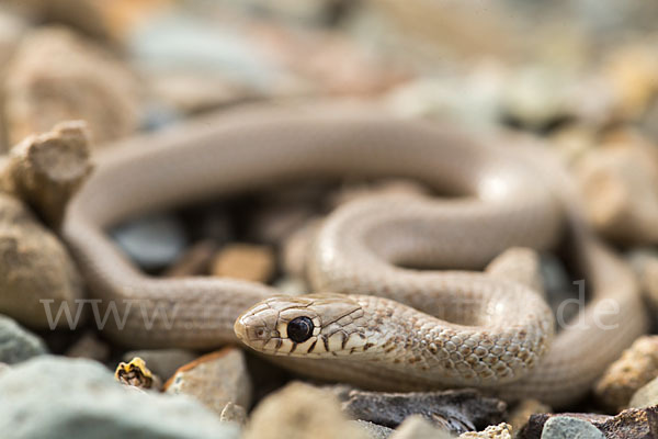 Armenische Zwergnatter (Eirenis punctatolineatus)