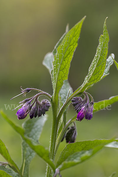 Arznei-Beinwell (Symphytum officinale)