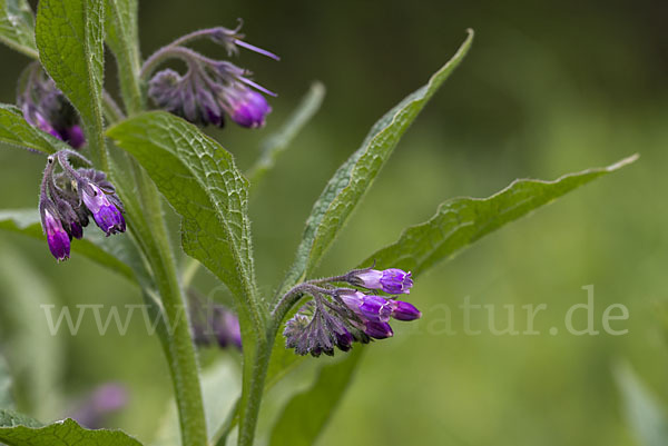 Arznei-Beinwell (Symphytum officinale)