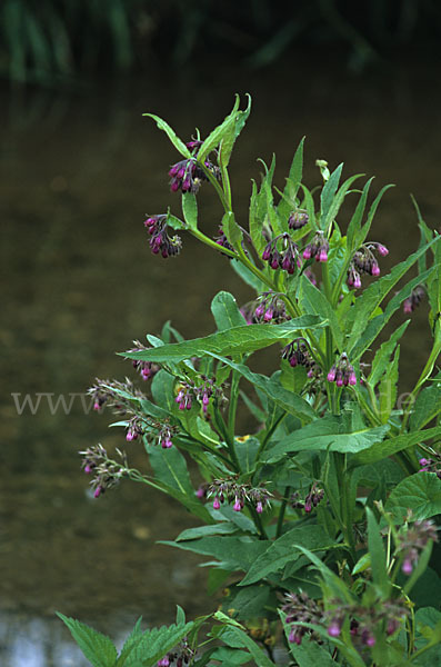 Arznei-Beinwell (Symphytum officinale)