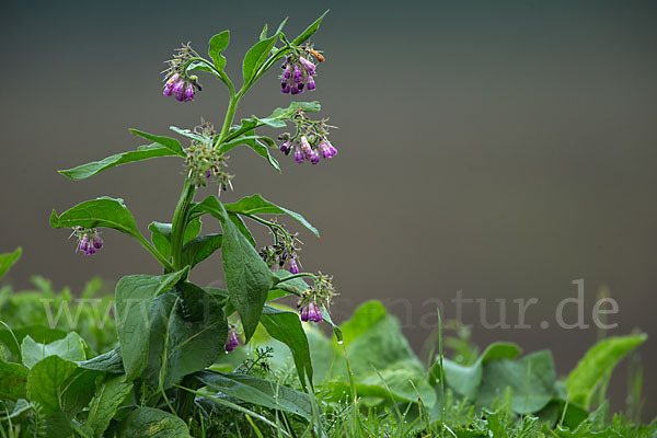 Arznei-Beinwell (Symphytum officinale)