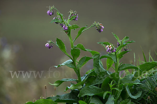 Arznei-Beinwell (Symphytum officinale)