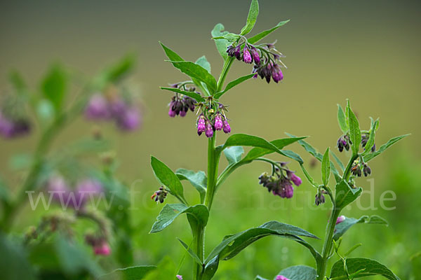 Arznei-Beinwell (Symphytum officinale)