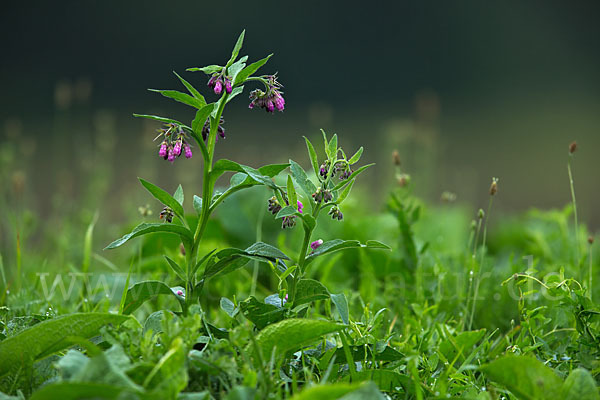 Arznei-Beinwell (Symphytum officinale)