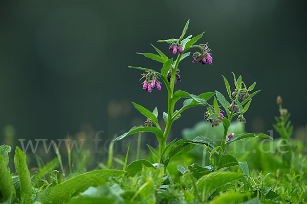 Arznei-Beinwell (Symphytum officinale)