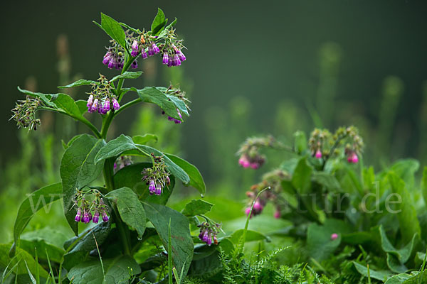 Arznei-Beinwell (Symphytum officinale)